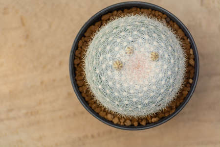 Mammillaria cactus on pot with wooden backgroundの写真素材