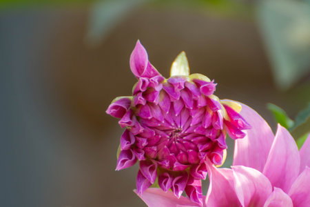Dahlia pink flower in gardenの写真素材