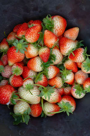 Fresh strawberry in gardenの写真素材