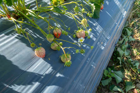 Fresh strawberry in gardenの写真素材