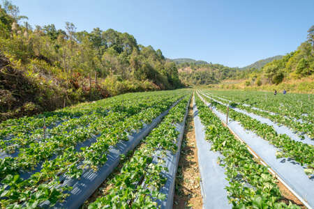 Fresh strawberry in gardenの写真素材