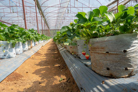 Fresh strawberry in gardenの写真素材