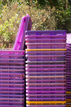 Plastic basket for fill fresh fruitの写真素材