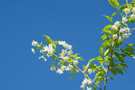 Season of wild himalayan cherry