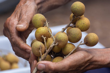 Close up of fresh longan on gardenの写真素材