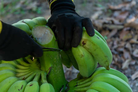 Worker cutting the green banana branches at banana farmの写真素材