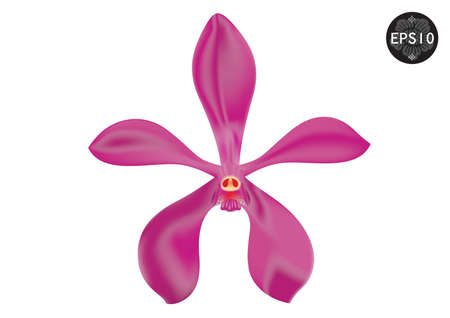 Mokara Pink Orchid Flower, Vector, Thailandのイラスト素材
