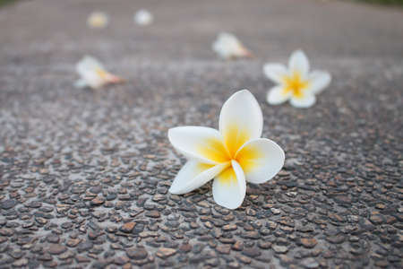 plumeriaの写真素材