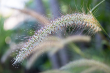Grass flwer