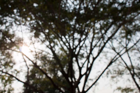 Light of natureの写真素材
