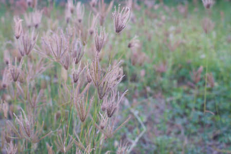 Grass in eveningの写真素材