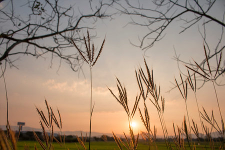 Grass and sunsetの写真素材