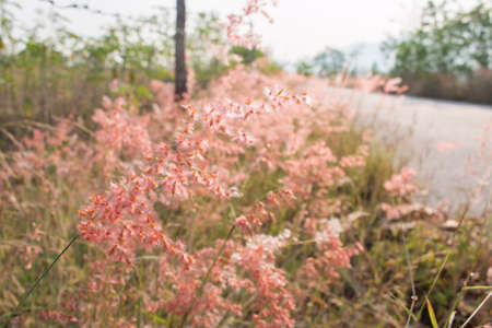 Grass and roadの写真素材