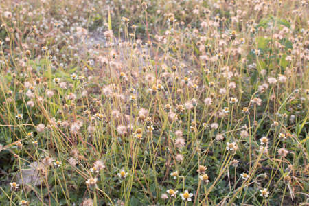 Beautiful grassの写真素材