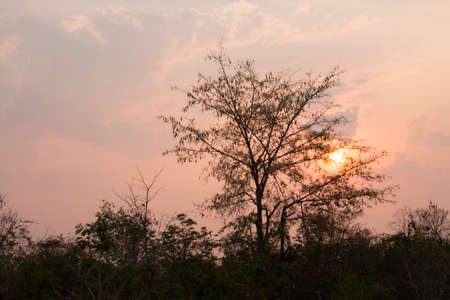 Silhouette of treeの写真素材