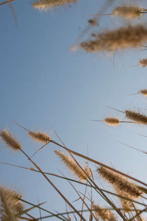 Grass and blue skyの写真素材