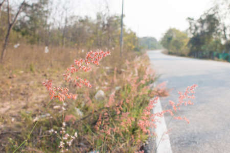 Grass and roadの写真素材
