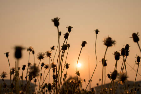 ant view look flowerの写真素材