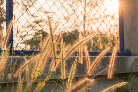 Grass and sunriseの写真素材