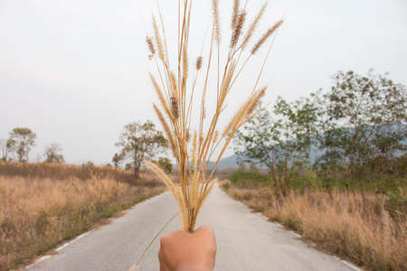 Grass and handの写真素材