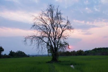 Tree in eveningの写真素材