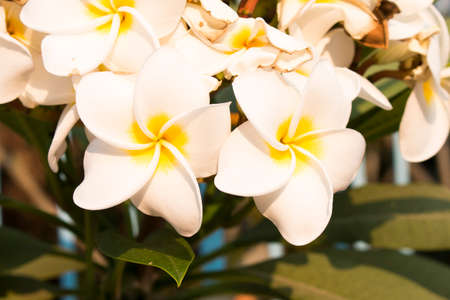 White flowerの写真素材