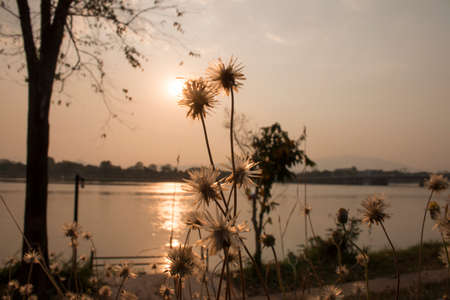 Yellow flower and sunsetの写真素材