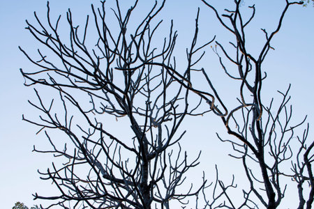 Tree and blue skyの写真素材