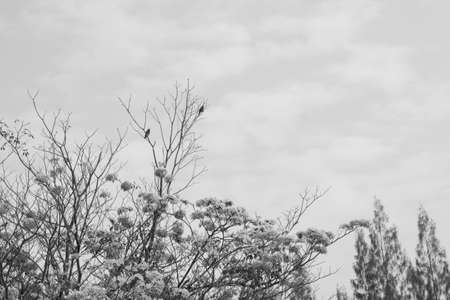 Flower and sky on black & white pictureの写真素材