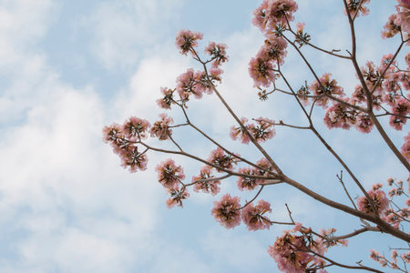 Pink flower