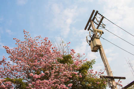 Transformer  and pink flowerの写真素材