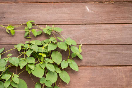 Tree on wood backgroundの写真素材
