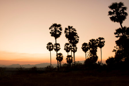 Coconut forest