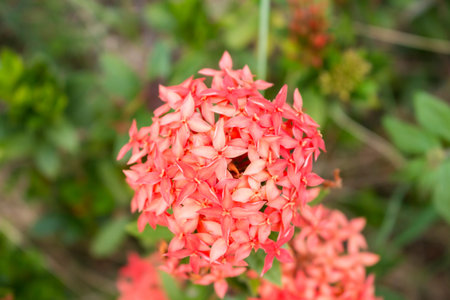 ixoraの写真素材