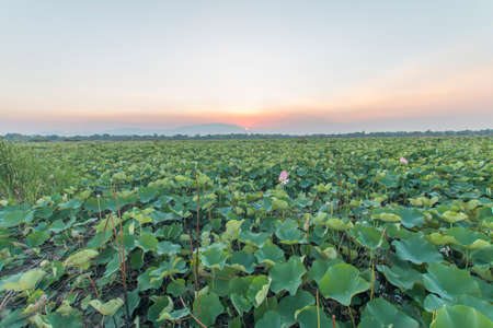 Lake of lotus and sunset backgroundの写真素材