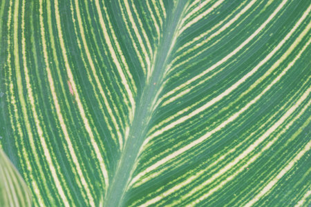 texture of leafの写真素材