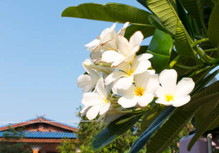 White flower and blue skyの写真素材