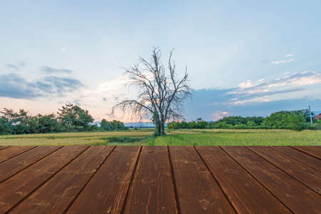 Wooden plank with tree on the field in sunset backgroundの写真素材