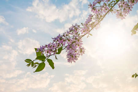 Purple flower with cloud sky backgroundの写真素材