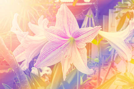 Beautiful flower in garden,vintage styleの写真素材