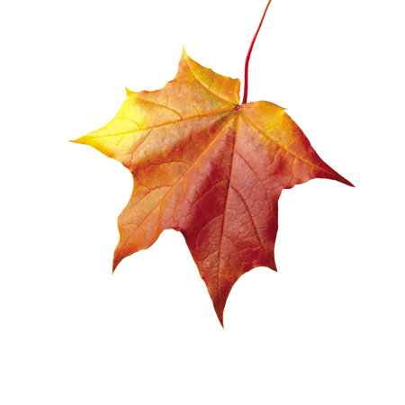 autumn leaf isolated on white background