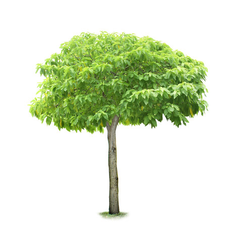 tropical tree isolated on white background
