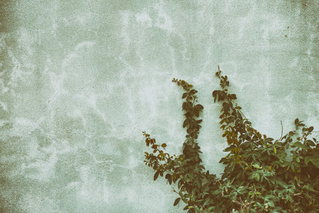 Wall overgrowth with climbing plant,vintage toneの写真素材