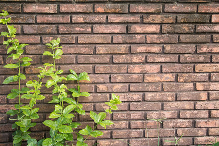 Wall overgrowth with climbing plant,vintage toneの写真素材