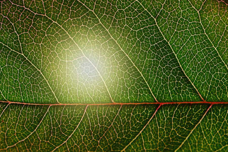 Close up of texture rose leaf backgroundの写真素材