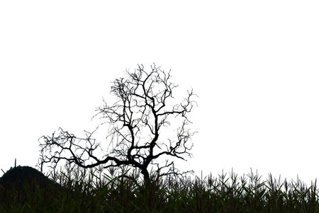 silhouette of tree on white background
