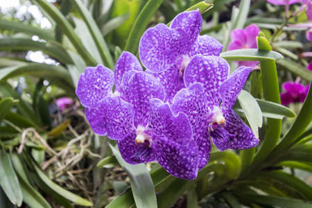 Purple orchid in gardenの写真素材