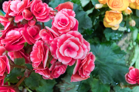 Red flower in gardenの写真素材