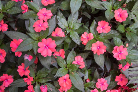 Red flower in gardenの写真素材