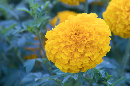 Close up yellow flower
